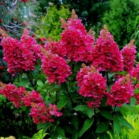 Гортензия Magical Vesuvio, Hydrangea paniculata Magical Vesuvio, Метельчатая гортензия Мэджикал Везувио