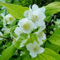 Чубушник Aureus, Philadelphus coronaries Aureus, Чубушник венечный Ауреус