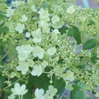 Гортензия Bobo, Hydrangea paniculata Bobo, Гортензия Бобо