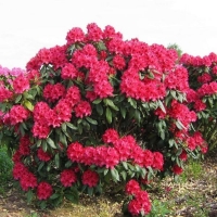Рододендрон Nova Zembla, Rhododendron hibridum Nova Zembla, Рододендрон Нова Зембла
