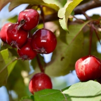 Яблоня декоративная Недзвецкого, Malus Niedzwetzkyana, Яблоня декоративная Недзвецкого