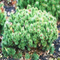 Сосна горная Humpy 4xv C10 W40/50, Сосна горная Humpy, Pinus mugo Humpy 44xv C10 W40/50, Pinus mugo Humpy, сосна горная хампи купить, хампи купить