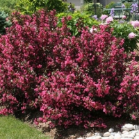 Вейгела цветущая Alexandra, Weigela florida Alexandra, Вейгела цветущая Александра