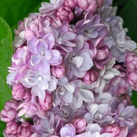 Сирень обыкновенная Память о Вавилове с7.5, Syringa vulgaris Pamyat o Vavilove, Сирень обыкновенная Память о Вавилове