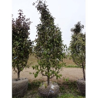 Яблоня Лобо П5, Malus domestica Lobo, Яблоня Лобо