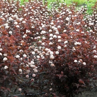 Пузыреплодник калинолистный Lady in Red, Physocarpus opulifolius Lady in Red, Пузыреплодник калинолистный Леди ин Ред