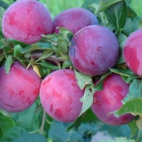 Алыча Шатер с10, Prunus Shater, Алыча Шатер