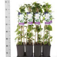 Клематис Madame Le Coultre, Clematis Madame Le Coultre, Клематис Мадам ле культре