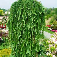 Лиственница Stiff Weeper, Larix kaempferi Stiff Weeper, Лиственница японская Стив Випер
