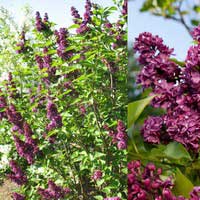Сирень Сharles Joly, Syringa vulgaris Сharles Joly, Сирень обыкновенная Чарльз Джоли