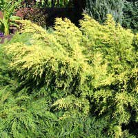 Можжевельник Gold Star, Juniperus Gold Star, Можжевельник Голд Стар