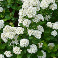 Спирея березолистная Тоr, Spiraea betulifolia Tor, Спирея березолистная Toр
