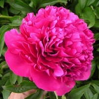 Пион Felix Crousse, Paeonia Felix Crousse, Пион Феликс Крусс