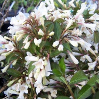 Вейгела Ebony and Ivory, Weigela Ebony and Ivory, Вейгела Эбони анд Айвори
