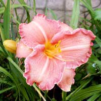 Лилейник Pretty Fancy, Hemerocallis Pretty Fancy, Лилейник Претти Фенси