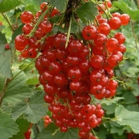 Смородина Красная Андрейченко, Ribes