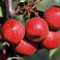 Яблоня декоративная Ola, Malus Ola, Яблоня декоративная Ола