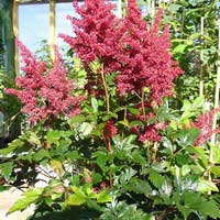 Астильба японская Montgomery, Astilbe japonica Montgomery, Астильба японская Монтгомери