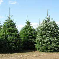 Пихта корейская 100/125, Пихта корейская, Abies koreana, Abies koreana 100/125