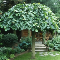 Вяз шершавый Camperdownii, Ulmus scabra Camperdownii, Вяз шершавый Кампердони