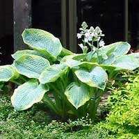 Хоста Frances Williams, Hosta Frances Williams, Хоста Фрэнсис Вильямс