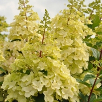 Гортензия Candlelight, Hydrangea paniculata Candlelight, Гортензия метельчатая Кэндэлайт