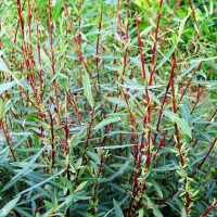 Ива пурпурная Nana, Salix purpurea Nana, Ива пурпурная Нана