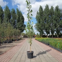 Тополь чёрный Italica, Populus nigra Italica, Тополь черный Италика