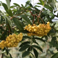 Рябина Golden Wonder, Sorbus arnoldiana Golden Wonder, Рябина Арнольда Голден Вондер