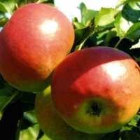 Яблоня Жигулевское С7.5, Malus, Яблоня Жигулевское