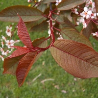 Черемуха обыкновенная Colorata, Prunus padus Colorata, Черёмуха обыкновенная Колората