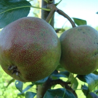 Груша Бергамот московский с7.5, Pear Bergamot Moscow, Груша Бергамот московский