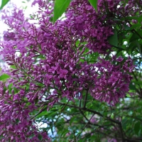Сирень Saugeana, Syringa chinensis Saugeana, Сирень китайская Суджеана