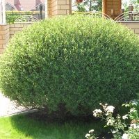 Ива пурпурная Nana, Salix purpurea Nana, Ива пурпурная Нана