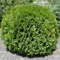 Туя западная Глобоза ,Thuja occidentalis Globosa