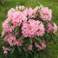 Рододендрон Helsinki University, Rhododendron Helsinki University, Рододендрон вечнозеленый гибридный Хельсинский университет