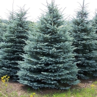 Ель колючая Kaibab, Picea pungens Glauca Arizona Kaibab, Ель колючая Кейбаб