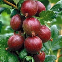 Крыжовник Маяк с5, Ríbes úva-críspa Mayak, Крыжовник Маяк