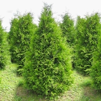 Туя западная Brabant С80 225/250,  Thuja occidentalis Brabant, Туя западная Брабант