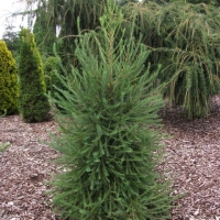 Лиственница европейская 200/300, Лиственница европейская, Larix decidua, купить лиственницу европейскую, лиственница европейская цена