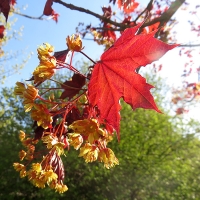 Клен остролистный Royal Red, Acer platanoides Royal Red, Клён остролистный Роял Ред