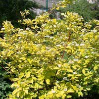 Дерен Aurea, Cornus alba Aurea, Дерен белый Ауреа