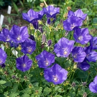 Колокольчик карпатский Blue Clips, Campanula carpatica Blue Clips, Колокольчик карпатский Блю Клипс