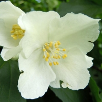 Чубушник Лемуана, Philadelphus Lemoinei, Чубушник Лемуана С5