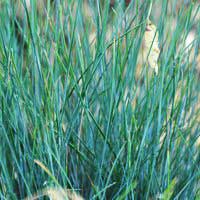 Овсяница сизая Eljah Blue, Festuca cinerea Eljah Blue, Овсяница сизая Элайджа Блю