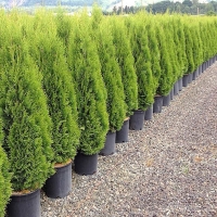 Туя западная Smaragd, Thuja occidentalis Smaragd, Туя западная Смарагд
