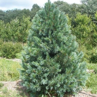 Сосна Vanderwolf's Pyramid, Pinus flexilis Vanderwolf's Pyramid, Сосна Вандервульф Пирамид