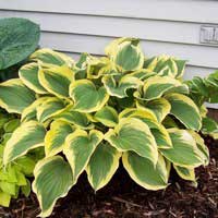 Хоста Liberty, Hosta Liberty, Хоста Либерти