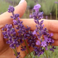 Лаванда узколистная Hidcote, Lavandula angustifolia Hidcote, Лаванда узколистная Хидкот