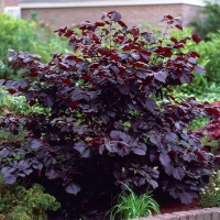 Лещина большая Purpurea - Питомник декоративных и садовых растений